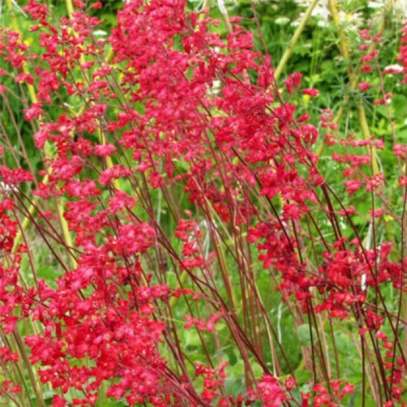 Korallcsengettyű 'Bressingham hybrids' színkeverék - tűzeső - tűzgyöngyvirág, Heuchera sanguinea , virág
